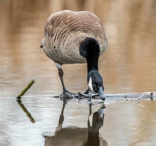 Canada Goose at Union Bay, Seattle.(copyright Glenn Nelson)