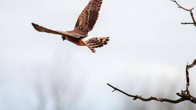 En route to dinner?(copyright Glenn Nelson)