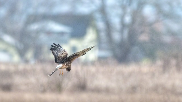 A Northern Harrier spots prey.(copyright Glenn Nelson)