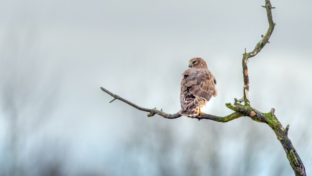 A Northern Harrier at Padilla Bay(copyright Glenn Nelson)