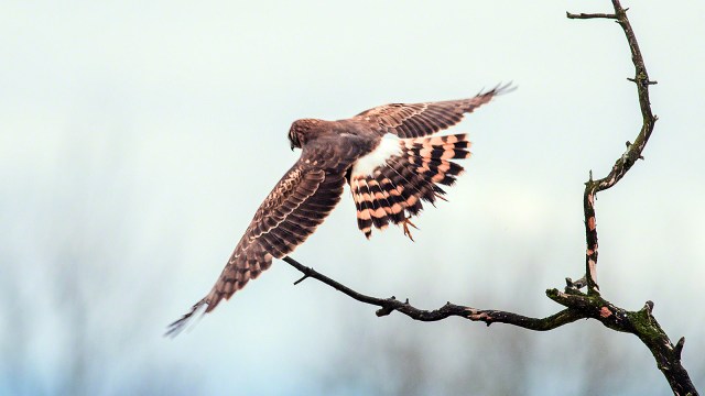 A Northern Harrier takeoff.(copyright Glenn Nelson)