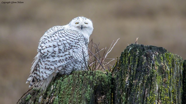 What was all the fuss about again?