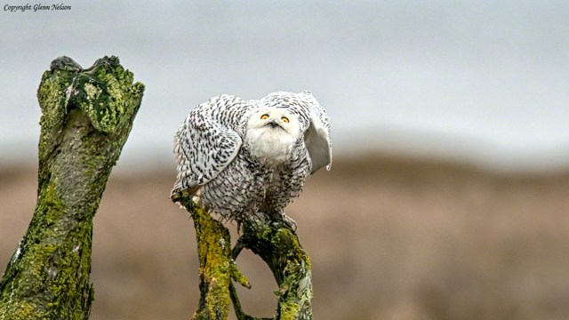 An eagle flies very close overhead, and the Snowy seems concerned, to say the least.