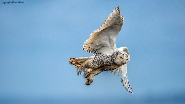 In flight, the Snowy looks a little more in command.