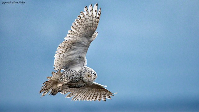 A Snowy Owl after being buzzed by a Bald Eagle in Boundary Bay, B.C.
