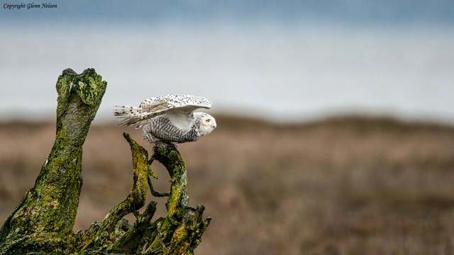 The Snowy prepares to bolt.