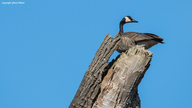 Canada Goose up in a tree at Nisqually National Wildlife Refuge.