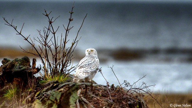 An HDR capture of a Snowy Owl at Boundary Bay, B.C.