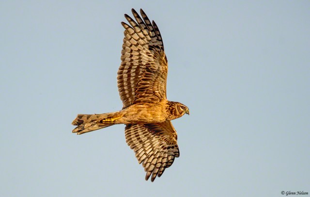I couldn't find Short Eared Owls, but I found a Northern Harrier and great light.