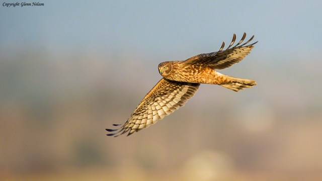 Northern Harrier at dusk, near the Samish Flats at West 90.