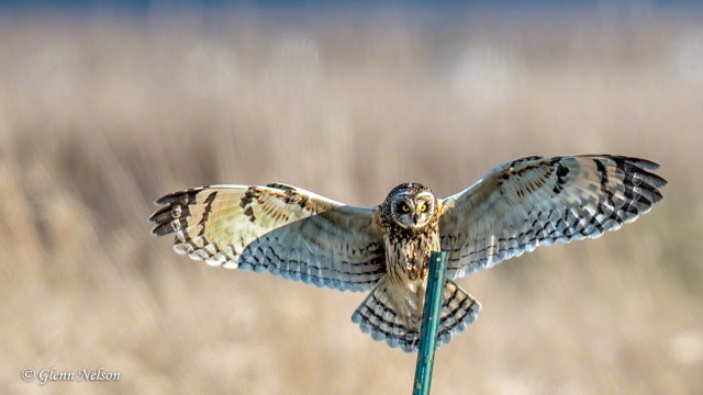 This version is a little less tightly cropped than the one in the right margin of this site.