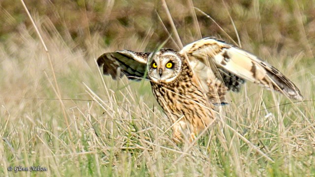 Short-Eared Owls will spend a lot of time on the ground.
