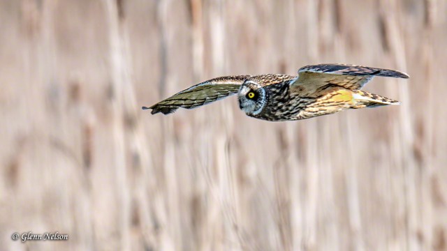 See what I mean? Torpedoes with wings.