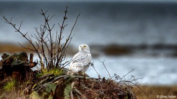 A Snowy Owl at Boundary Bay in HDR.