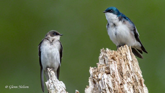 Order seems restored in this Tree Swallow household.