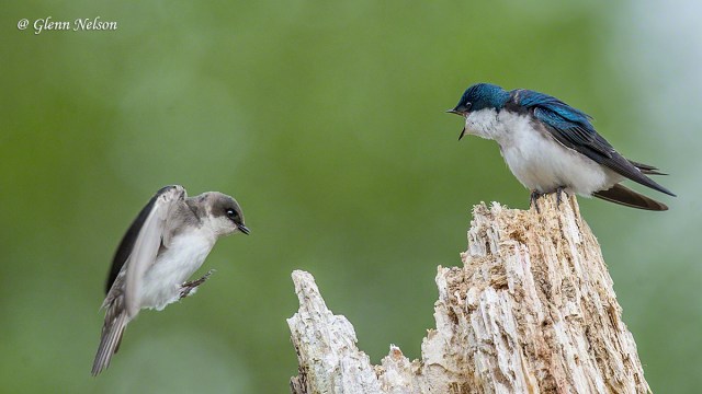 Junior must've arrived late, and gets an earful.