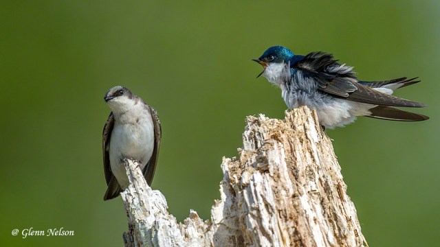 Mom gets her feathers ruffled!