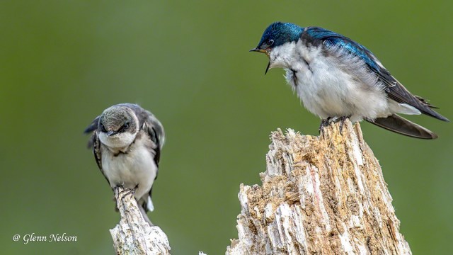 A scene from an interaction between a Tree Swallow juvenile and its mother.