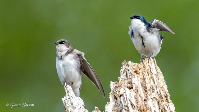 Junior and Mom start to exhibit some harmony.