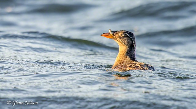 Rhinoceros Auklet -- can you guess where they get their name?