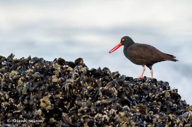A Black Oystercatcher feeds off muscle-festooned rocks at low tide.