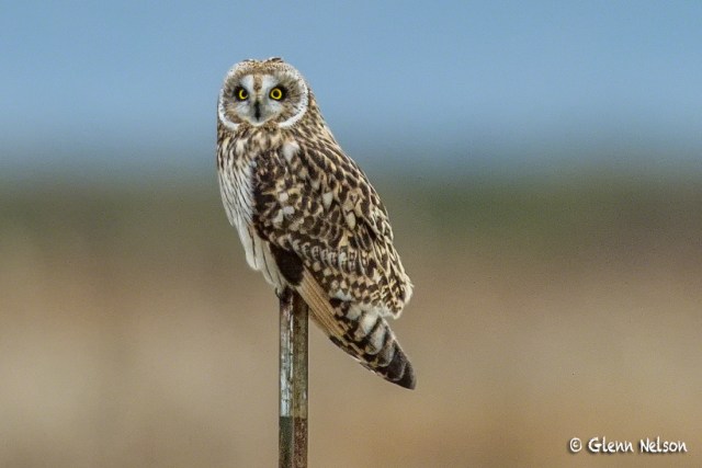 A Short-Eared Owl on Samish Flats.