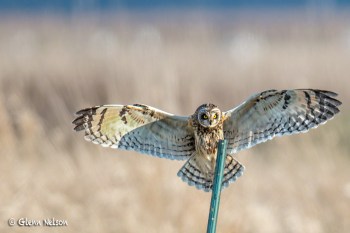 A Short-Eared Owl landing at Samish Flats.