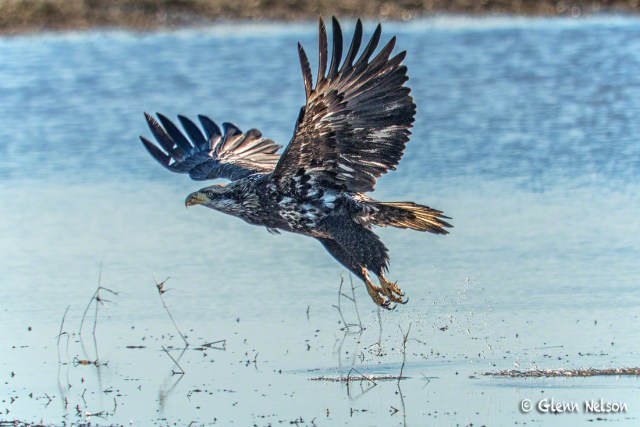 The juvenile takes off, revealing the coloring on the underside of its wings.