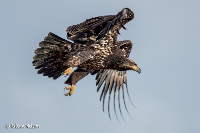 Skagit_Juvenile_Bald_Eagle_Sig