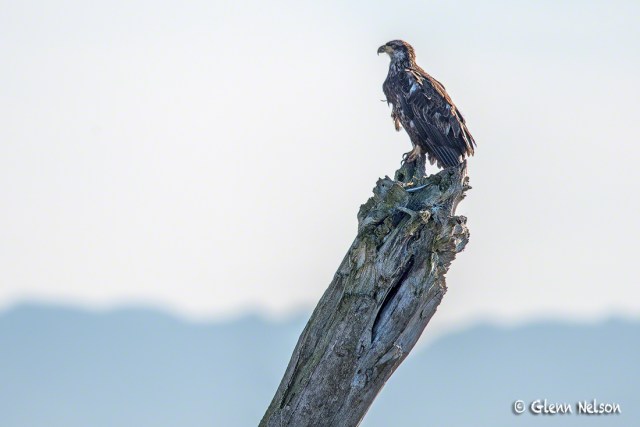 A juvenile Bald Eagle surveys the West 90 in Samish Flats.
