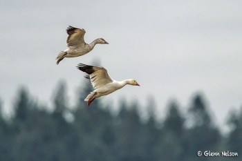 A couple Snow Geese are in synch on approach.
