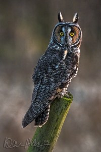 One of the Long-Eared Owls, at dusk.