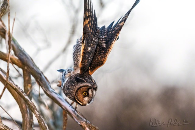A Long-Eared Owl, striking at prey.