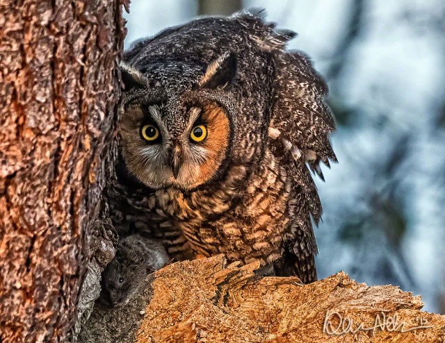Feb: Long-Eared Owl.